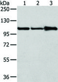 Anti-AP2A1 affinity isolated antibody