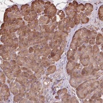 Anti-MAP3K5 antibody produced in rabbit Prestige Antibodies&#174; Powered by Atlas Antibodies, affinity isolated antibody