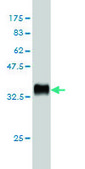 Monoclonal Anti-HOXD11 antibody produced in mouse clone 6D8, purified immunoglobulin, buffered aqueous solution