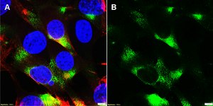 Anti-Ly-6C1 Antibody, clone 2H5 ZooMAb® Rabbit Monoclonal recombinant, expressed in HEK 293 cells