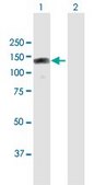 Anti-RBM19 antibody produced in mouse purified immunoglobulin, buffered aqueous solution