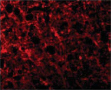 Anti-ATR Antibody from rabbit, purified by affinity chromatography