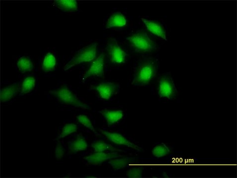 Monoclonal Anti-NME1 antibody produced in mouse clone 2H1, purified immunoglobulin, buffered aqueous solution