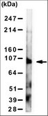 Anti-TrkA Antibody, clone 6B2 ascites fluid, clone 6B2, from mouse