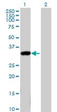 Anti-KLK8 antibody produced in mouse purified immunoglobulin, buffered aqueous solution