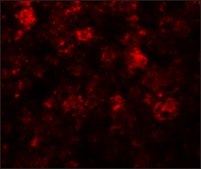 Anti-ZIP12 antibody produced in rabbit affinity isolated antibody, buffered aqueous solution