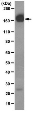 Anti-EGFR Antibody, clone 528 (Azide-free) clone 528, from mouse