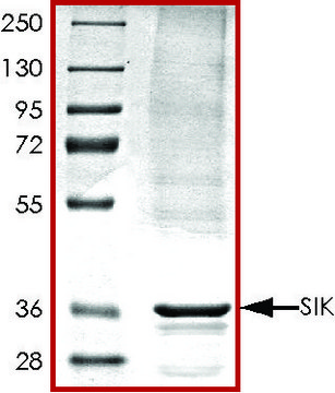 SIK (1-303), active, His tagged human PRECISIO&#174; Kinase, recombinant, expressed in baculovirus infected Sf9 cells, &#8805;70% (SDS-PAGE), buffered aqueous glycerol solution