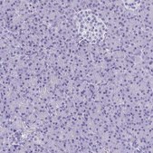 Anti-CELF5 antibody produced in rabbit Prestige Antibodies® Powered by Atlas Antibodies, affinity isolated antibody, buffered aqueous glycerol solution