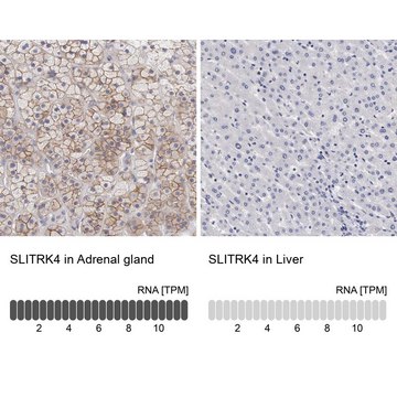 Anti-SLITRK4 antibody produced in rabbit Prestige Antibodies&#174; Powered by Atlas Antibodies, affinity isolated antibody