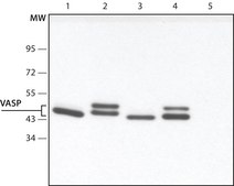 Anti-VASP (C-terminal) antibody produced in rabbit ~1.5 mg/mL, affinity isolated antibody, buffered aqueous solution