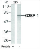 Anti-G3BP1 (Ab-232) antibody produced in rabbit affinity isolated antibody