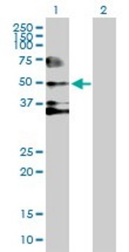 Anti-SERPIND1 antibody produced in mouse purified immunoglobulin, buffered aqueous solution