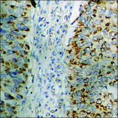 Anti-phospho-CD50/ICAM-3 (pSer518) antibody produced in rabbit affinity isolated antibody