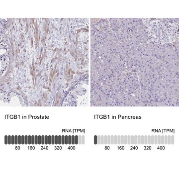 Anti-ITGB1 Prestige Antibodies&#174; Powered by Atlas Antibodies, affinity isolated antibody