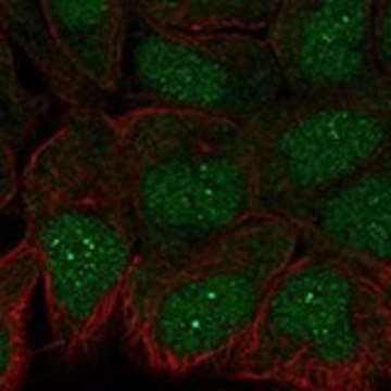 Anti-TRAF4 antibody produced in rabbit Prestige Antibodies&#174; Powered by Atlas Antibodies, affinity isolated antibody, buffered aqueous glycerol solution