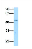 Anti-GSK3B antibody produced in rabbit affinity isolated antibody