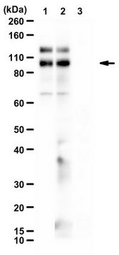 Anti-phospho-VE-cadherin (Tyr731) from rabbit, purified by affinity chromatography