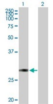 Anti-TFPI2 antibody produced in mouse purified immunoglobulin, buffered aqueous solution