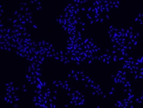 Proteus FISH probe - Cy3 Probe for fluorescence in situ hybridization (FISH),20 &#956;M in water