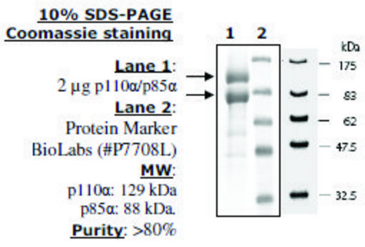 PI3 kinase (p110a/p85a) Active human recombinant, expressed in baculovirus infected insect cells, &#8805;80% (SDS-PAGE)