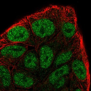 Anti-CCNC antibody produced in rabbit Prestige Antibodies&#174; Powered by Atlas Antibodies, affinity isolated antibody