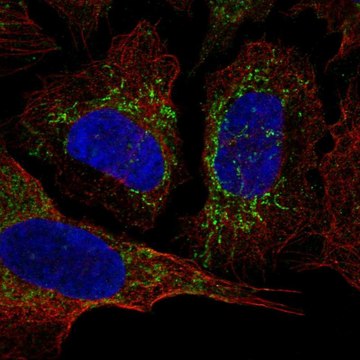 Anti-KCNAB3 antibody produced in rabbit Prestige Antibodies&#174; Powered by Atlas Antibodies, affinity isolated antibody