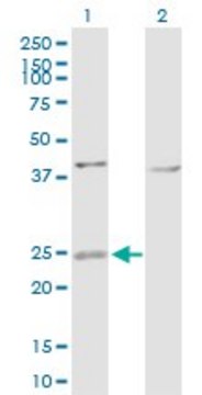 Anti-ARL4D antibody produced in rabbit purified immunoglobulin, buffered aqueous solution