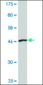 Monoclonal Anti-DCTN1 antibody produced in mouse clone 2E4-1C2, purified immunoglobulin, buffered aqueous solution