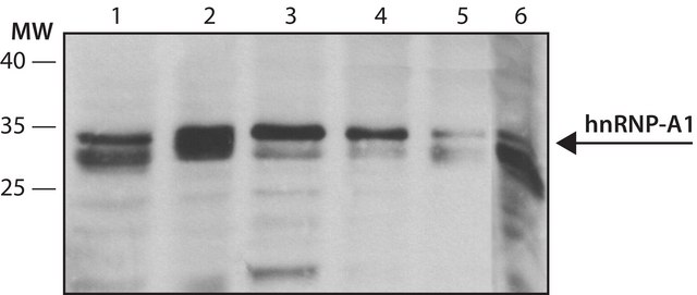 Anti-hnRNP-A1 antibody, Mouse monoclonal ~2&#160;mg/mL, clone 4B10, purified from hybridoma cell culture