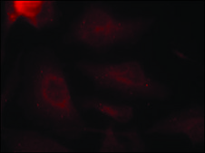 Anti-phospho-MAPT (pSer404) antibody produced in rabbit affinity isolated antibody