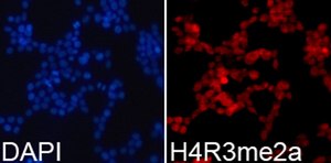 Anti-Asymmetric DiMethyl-Histone H4-R3 antibody produced in rabbit