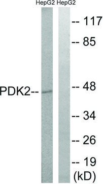 Anti-PDK2 antibody produced in rabbit affinity isolated antibody