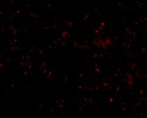 Anti-SCARB1 antibody produced in rabbit affinity isolated antibody