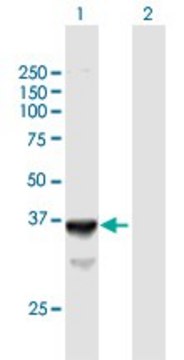 Anti-SLC25A3 antibody produced in mouse purified immunoglobulin, buffered aqueous solution