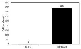Anti-trimethyl-Histone H3 (Lys36) Antibody, clone MC86, rabbit monoclonal clone MC86, Upstate®, from rabbit
