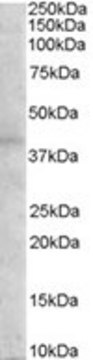 Anti-Melanocortin 3 Receptor antibody produced in goat affinity isolated antibody, buffered aqueous solution