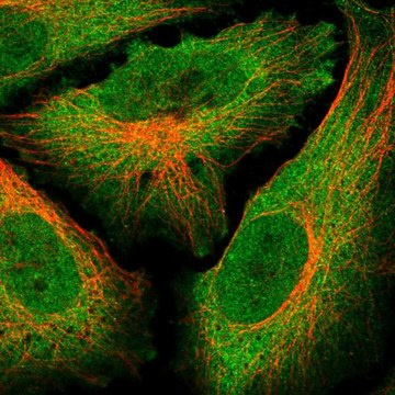 Anti-GLIS2 antibody produced in rabbit Prestige Antibodies&#174; Powered by Atlas Antibodies, affinity isolated antibody