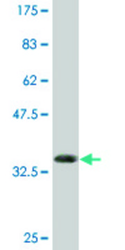 Monoclonal Anti-RXRB antibody produced in mouse clone 2E6, purified immunoglobulin, buffered aqueous solution