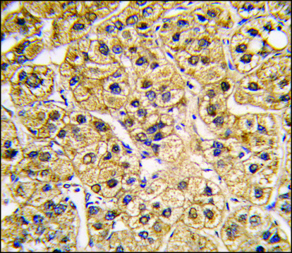 Anti-RND1 (C-term) antibody produced in rabbit saturated ammonium sulfate (SAS) precipitated, buffered aqueous solution