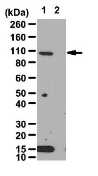 抗-HIF-1&#945; 抗体 from rabbit, purified by affinity chromatography