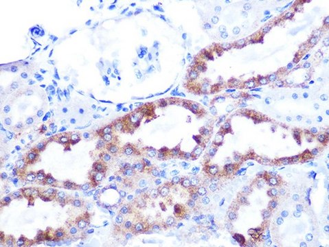 Anti- Cytochrome C antibody produced in rabbit