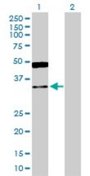 Anti-GRHPR antibody produced in rabbit purified immunoglobulin, buffered aqueous solution