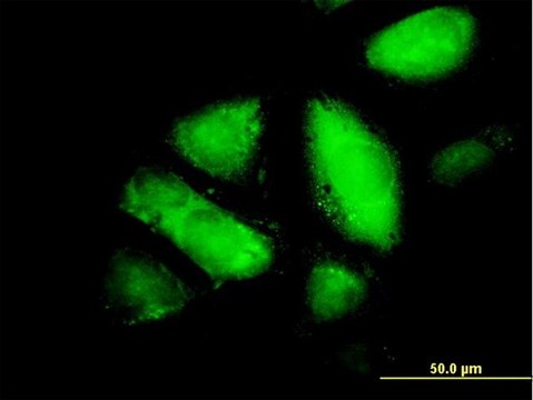 Monoclonal Anti-GSTZ1 antibody produced in mouse clone 1G12, purified immunoglobulin, buffered aqueous solution