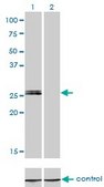 Monoclonal Anti-MYOG antibody produced in mouse clone 2B7, purified immunoglobulin, buffered aqueous solution