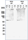 [KO Validated]Anti-Presenilin 1 antibody produced in rabbit [Knockout Validated],purified polyclonal antibody, buffered aqueous solution