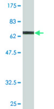 Monoclonal Anti-NFE2 antibody produced in mouse clone 2C6, purified immunoglobulin, buffered aqueous solution