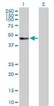 Anti-UBASH3A antibody produced in rabbit purified immunoglobulin, buffered aqueous solution