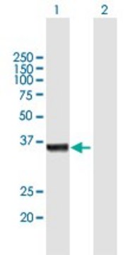 Anti-OSGEP antibody produced in mouse purified immunoglobulin, buffered aqueous solution