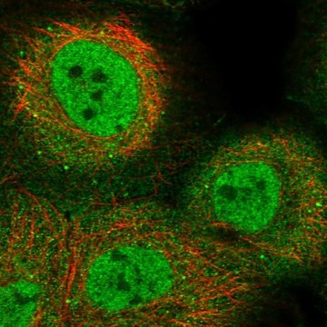 Anti-KLF9 antibody produced in rabbit Prestige Antibodies&#174; Powered by Atlas Antibodies, affinity isolated antibody, buffered aqueous glycerol solution